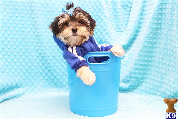 CMPuppyHeaven Picture 3